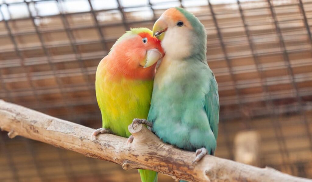 best-lovebird-names