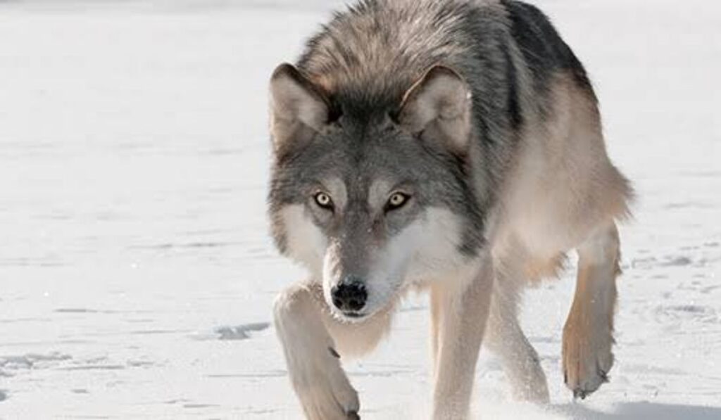 best-wolf-names