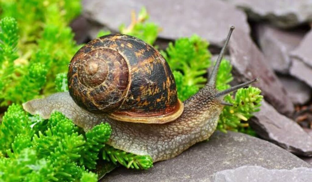 bold-snail-names-with-meanings-table-format