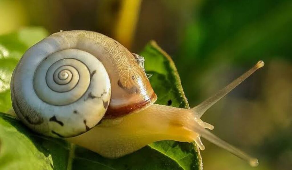classic-and-whimsical-snail-names