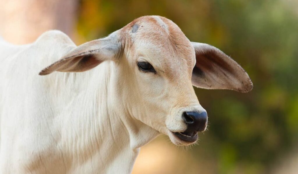 classic-cow-names