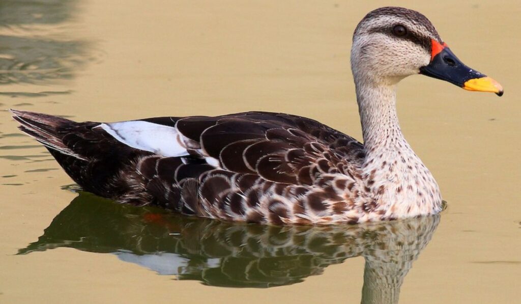 clever-and-intellectual-duck-names