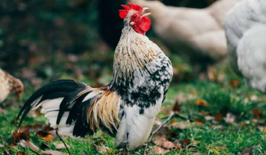 cool-names-for-roosters