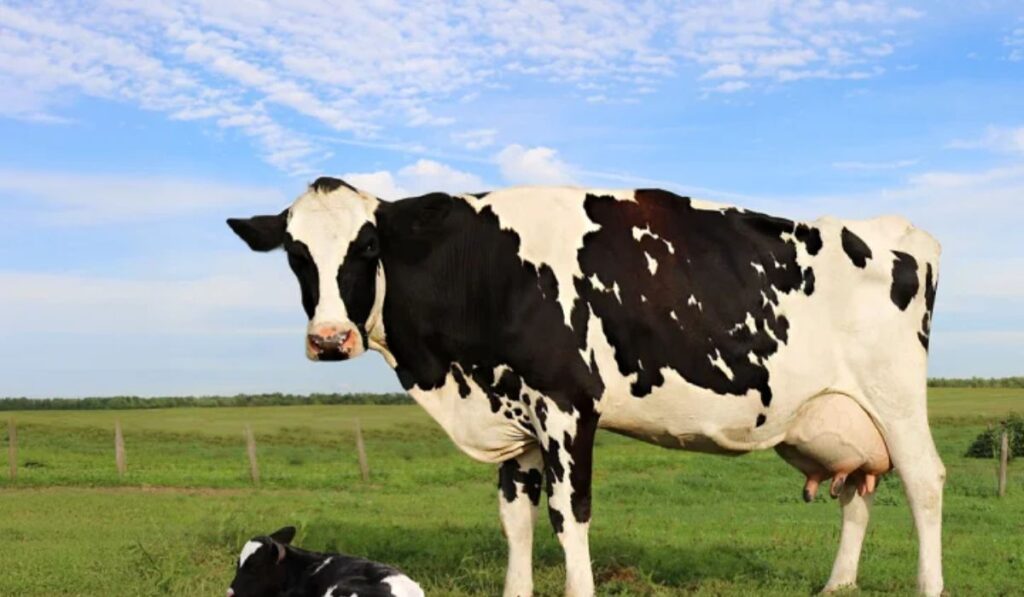 cute-cow-names