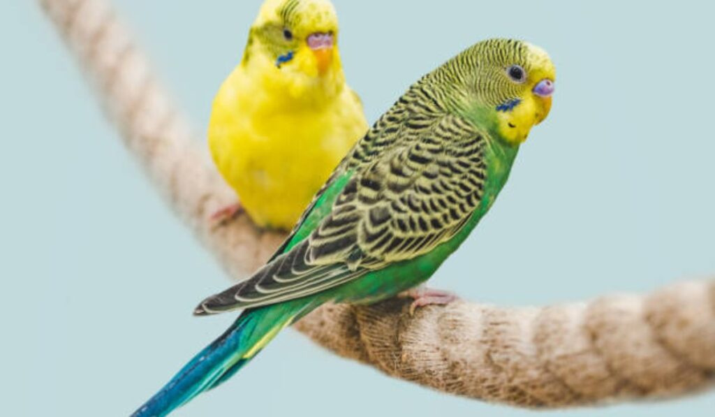cute-lovebird-names