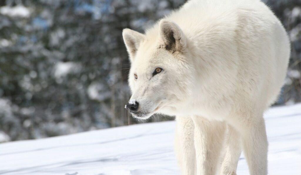 cute-wolf-names