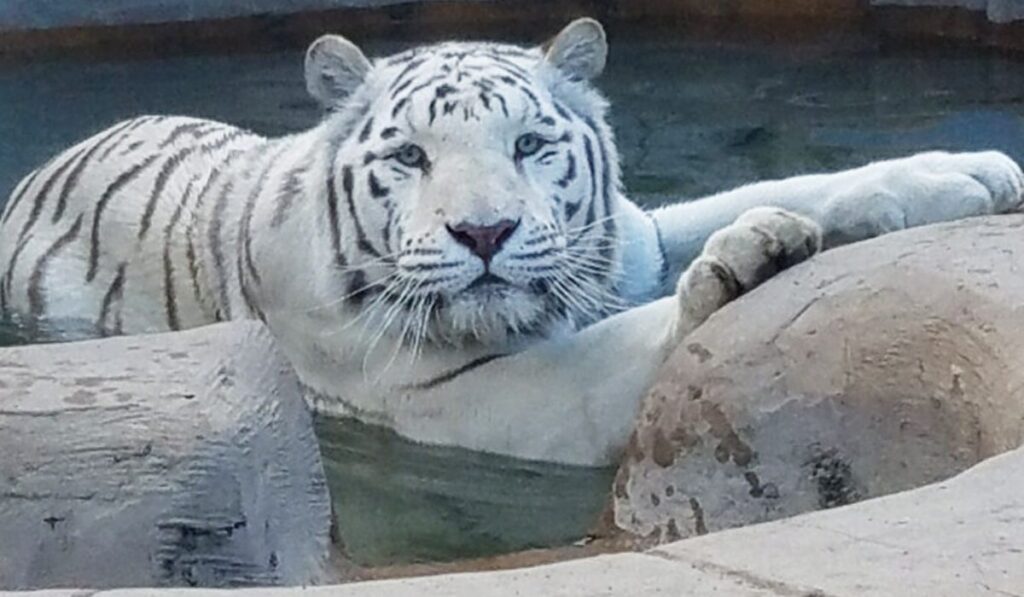 elegant-female-white-tiger-names