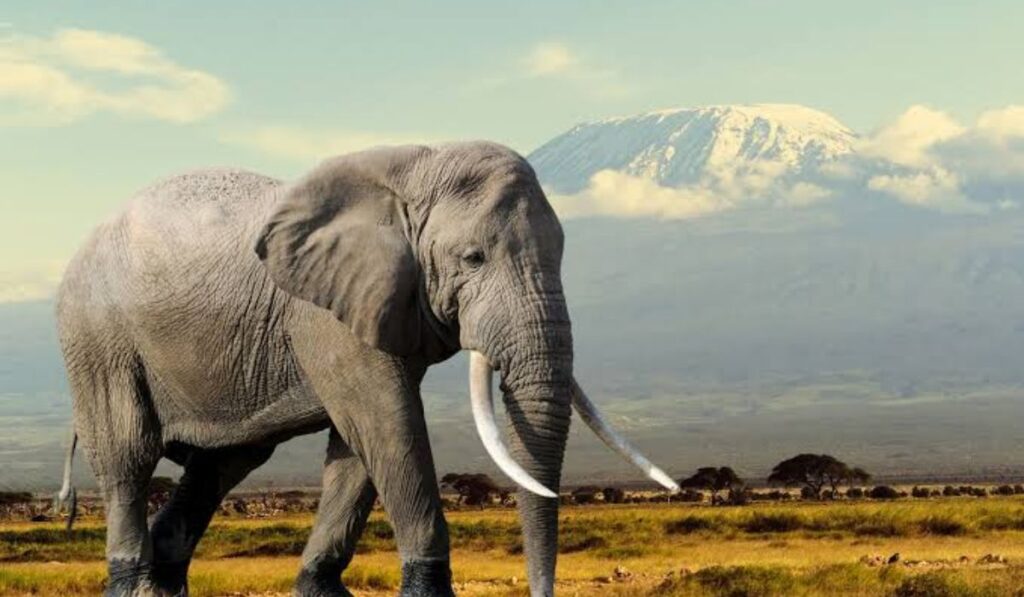 elephant-names-with-meanings