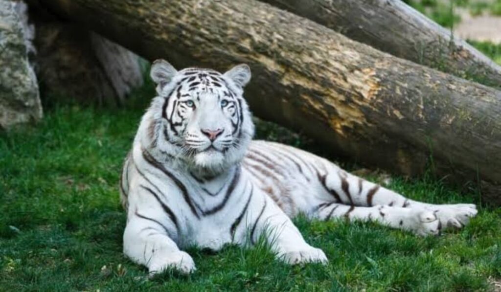 exotic-tiger-names-from-around-the-world