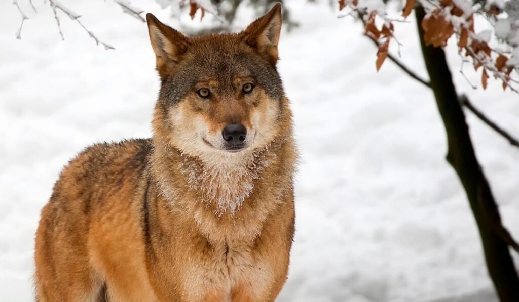 famous-wolf-names