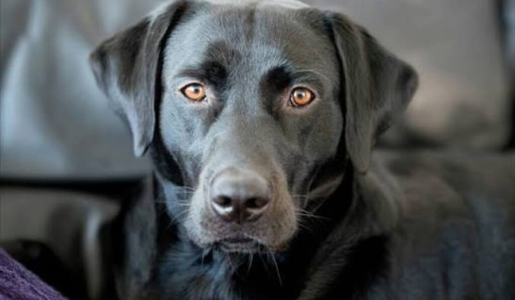 female-black-dog-names