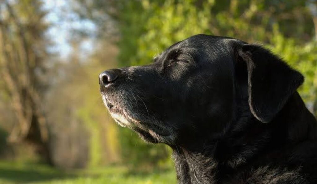 female-black-dog-names-based-on-locations
