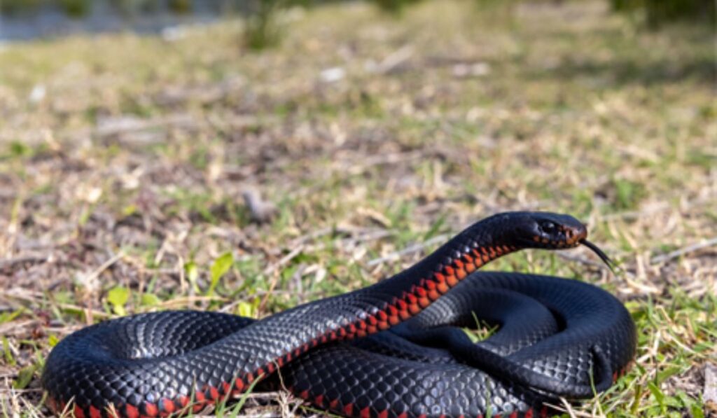 female-snake-names