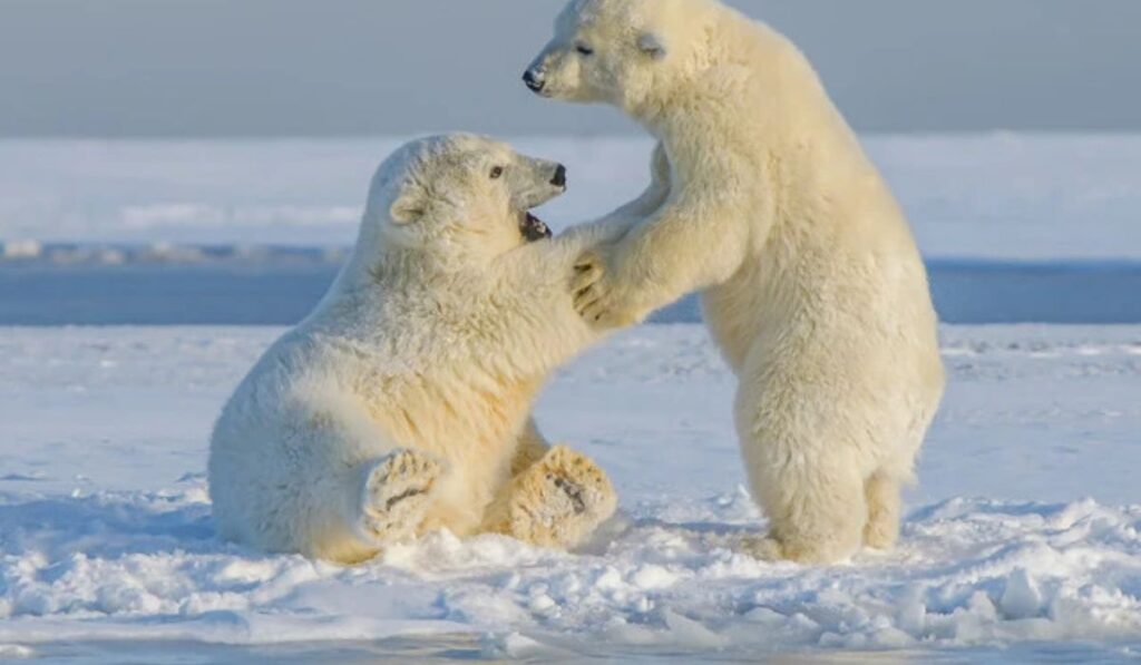 feminine-and-masculine-unique-names-for-polar-bears