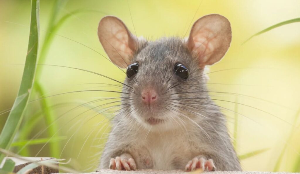 food-inspired-rat-names-for-snack-loving-pets-🥜
