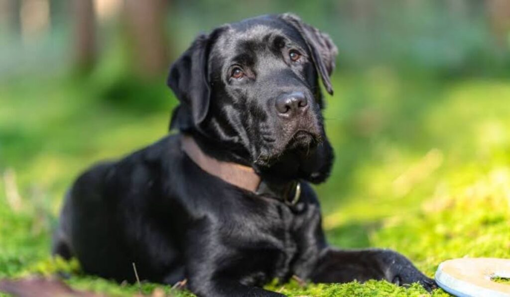 food-related-female-black-dog-names