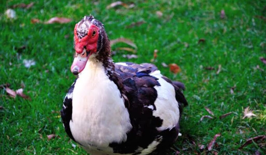 funny-and-punny-duck-names