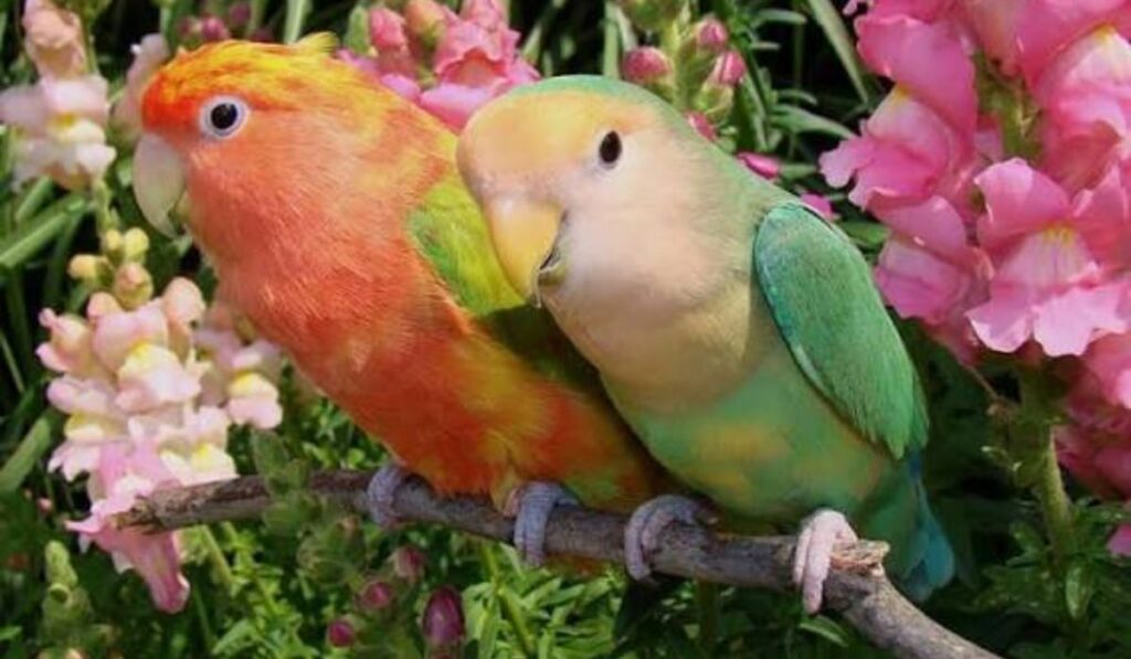 funny-lovebird-names