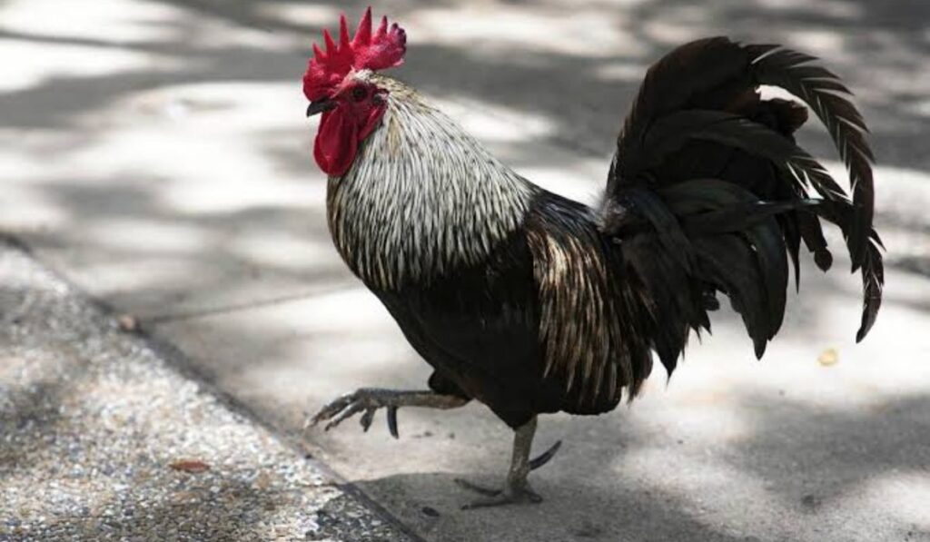 funny-rooster-names