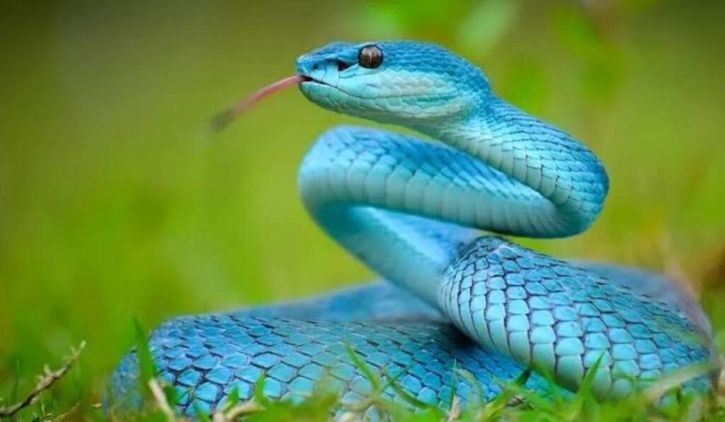 funny-snake-names