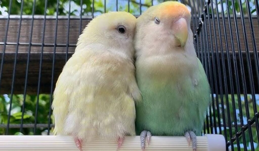 how-to-choose-the-perfect-lovebird-name-expert-tips