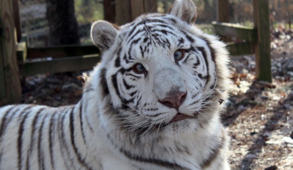 icy-and-winter-themed-white-tiger-names