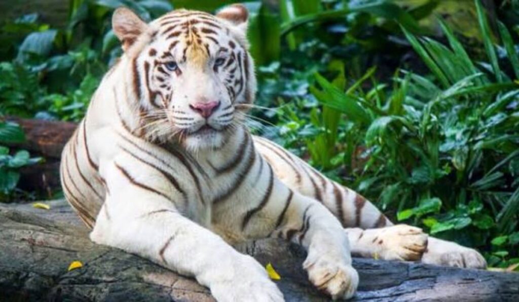 majestic-male-white-tiger-names