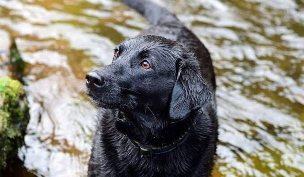 male-black-dog-names