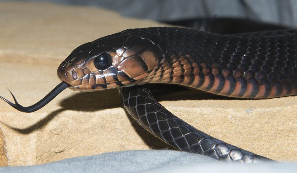 male-snake-names