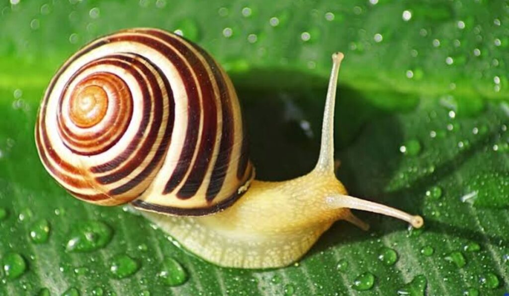 modern-and-trendy-snail-names
