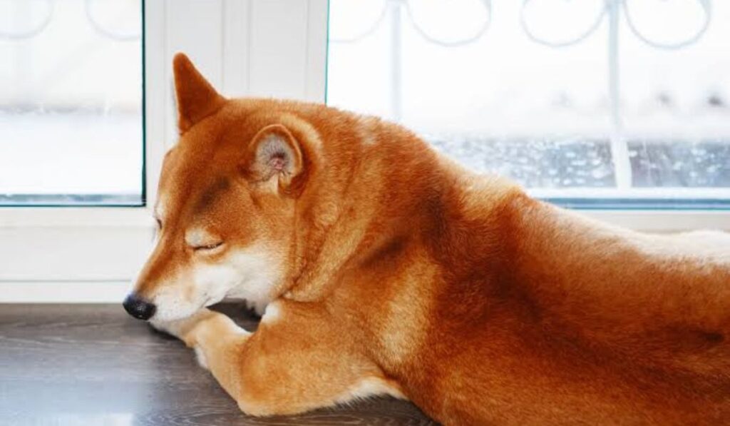 modern-and-uncommon-red-dog-names-table