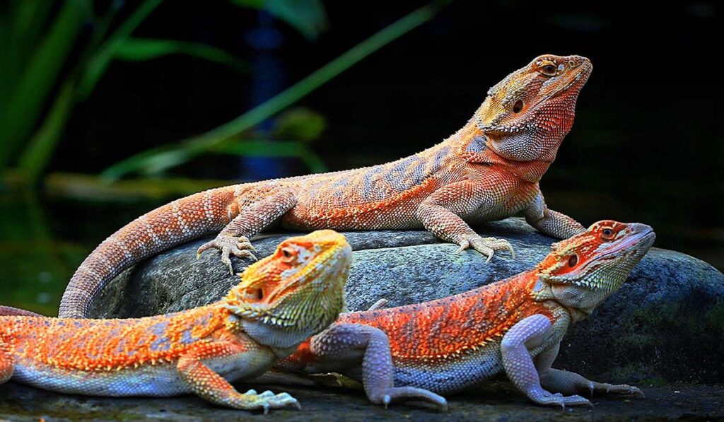 mythology-inspired-bearded-dragon-pet-names