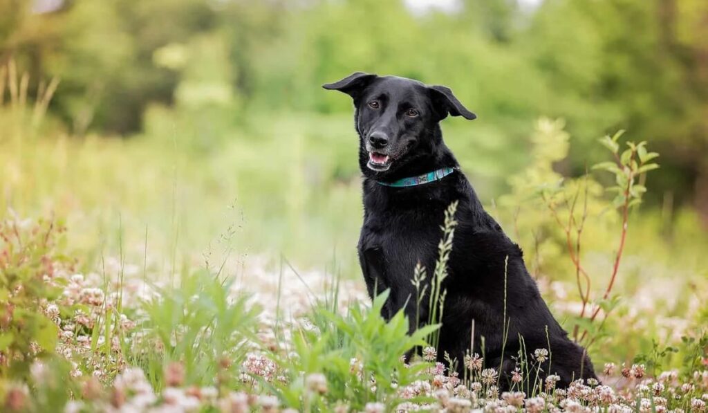 nature-inspired-black-dog-names