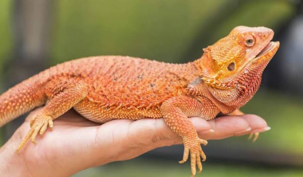 other-adorable-mystical-bearded-dragon-names