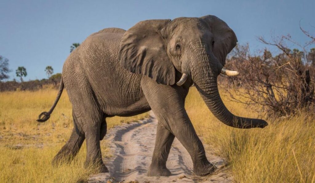 plain-list-of-unique-elephant-names
