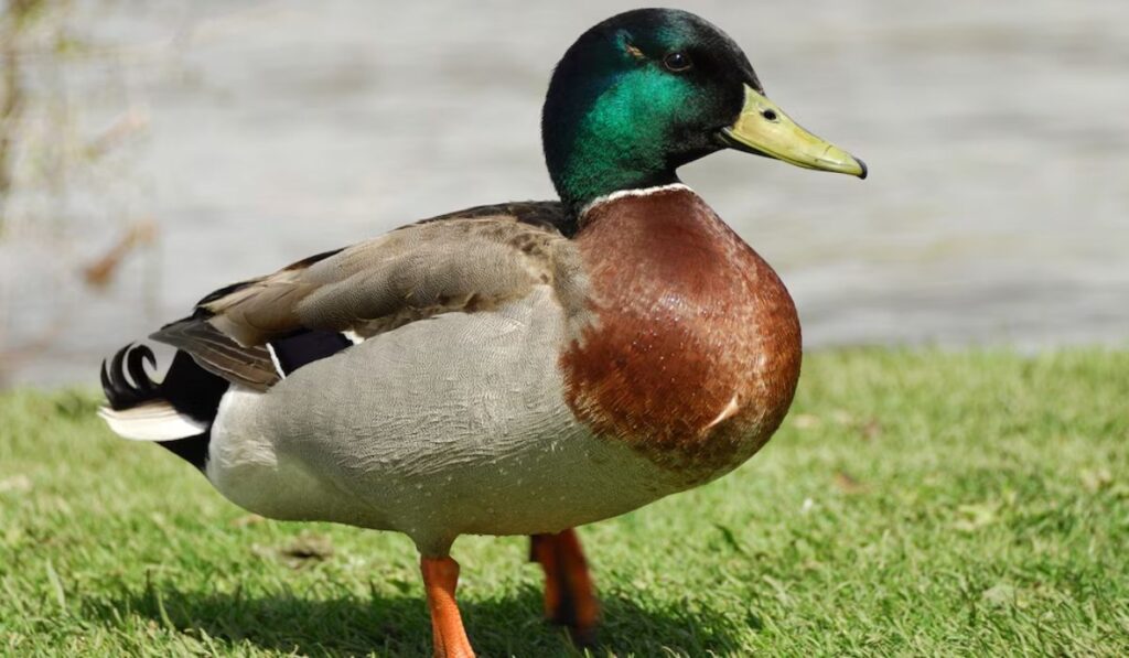 popular-duck-names