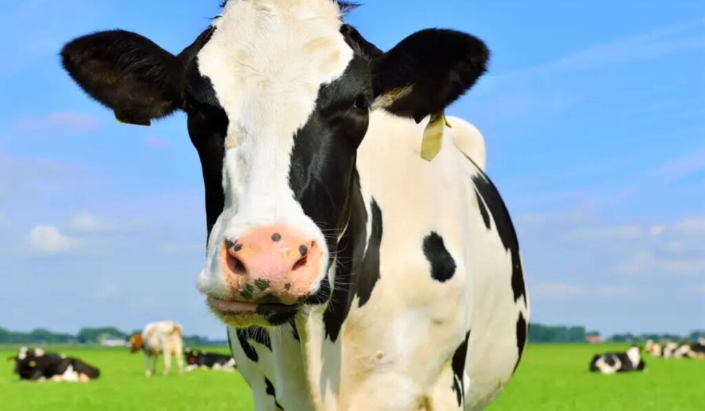 rare-cow-names