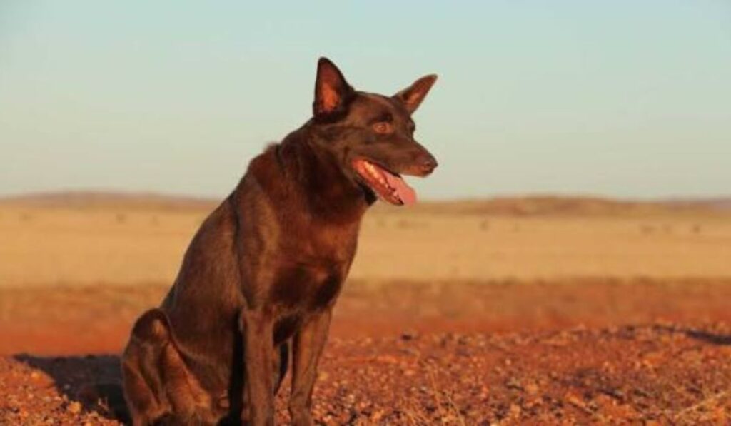 red-dog-names-with-meanings