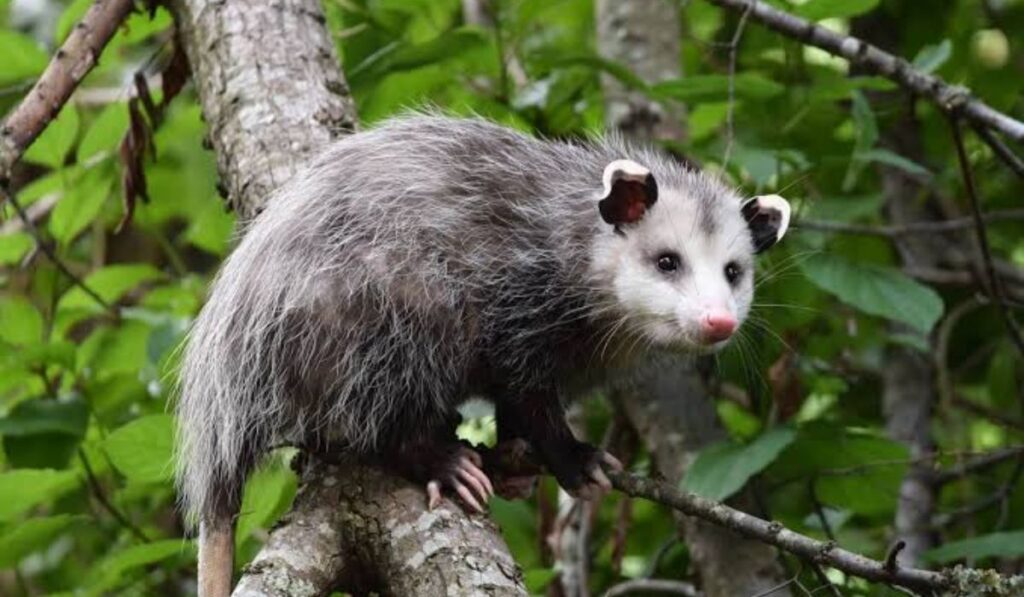 reflecting-on-possum-naming-options