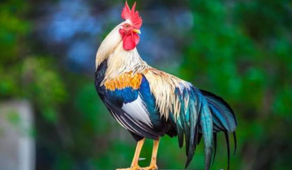 rooster-names-after-their-colorpattern