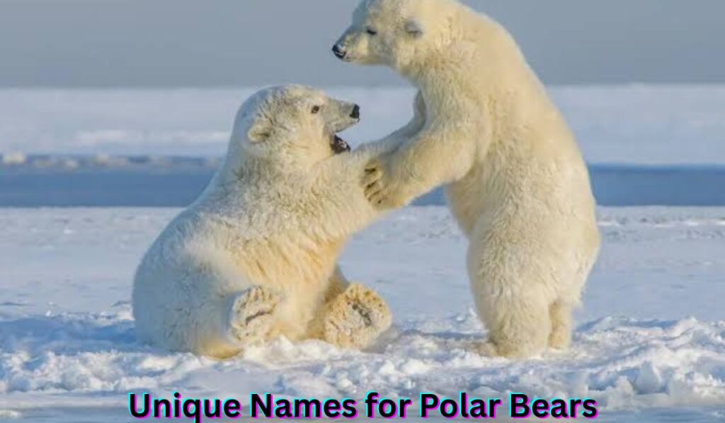 simple-list-of-unique-names-for-polar-bears