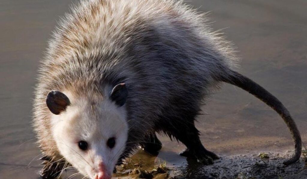 straightforward-list-of-possum-names