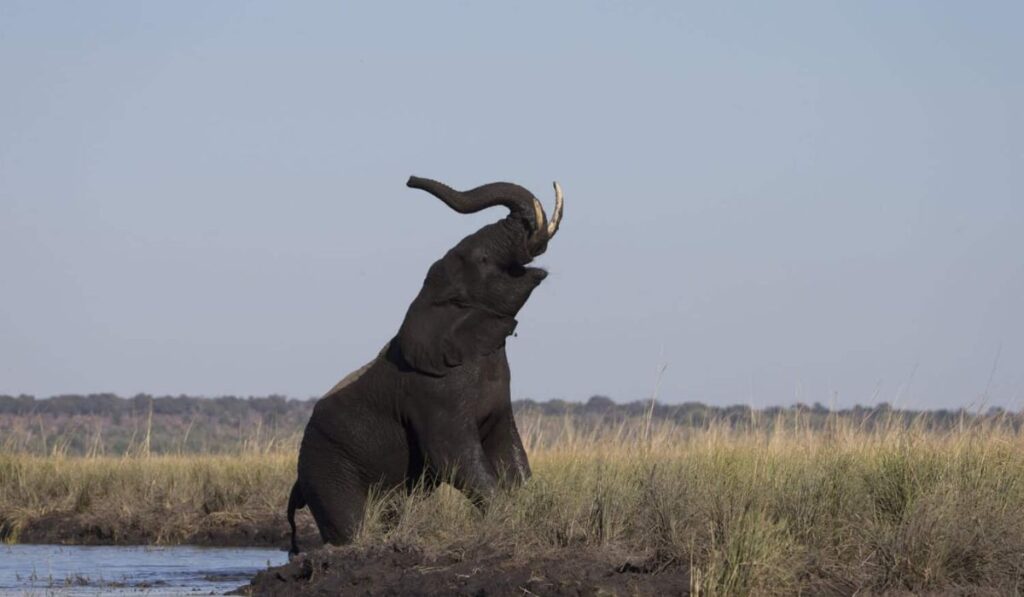 table-format-elephant-names-with-origins
