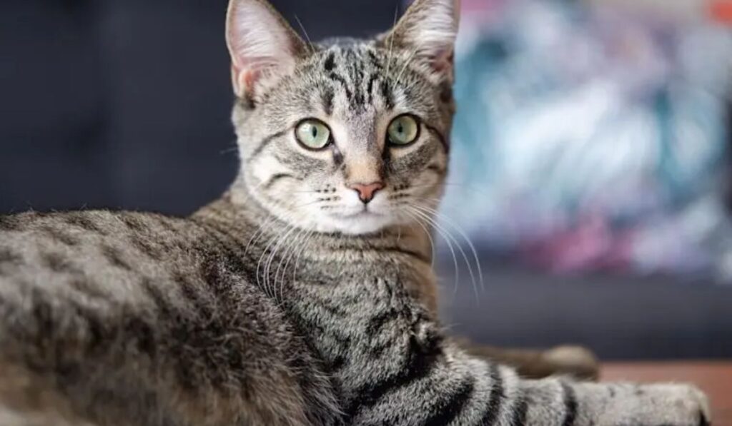 table-format-tiger-cat-male-names