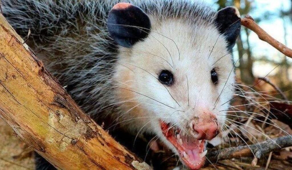 table-of-attractive-possum-names