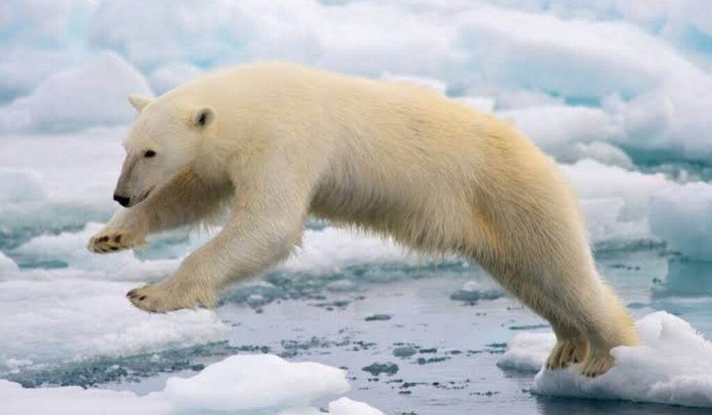 table-of-unique-names-for-polar-bears