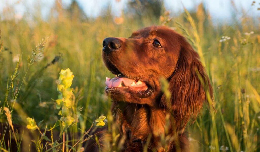 timeless-red-dog-names-plain-list