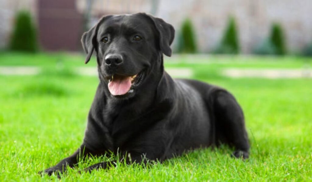 top-female-black-dog-names
