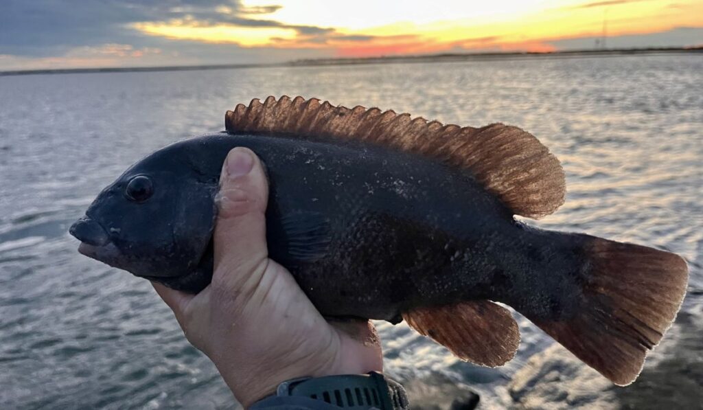 unique-names-for-black-fish-in-a-table-format