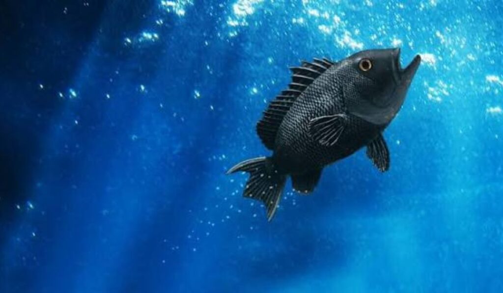 unique-names-for-black-fish-paired-with-meanings